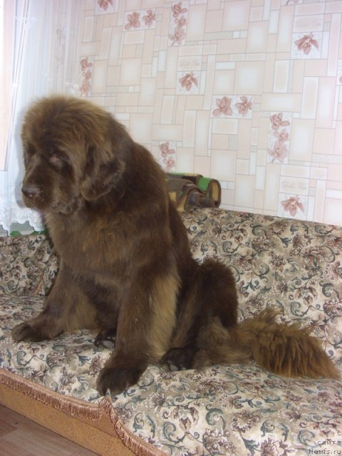 Фото: ньюфаундленд Бархатка Роскошная