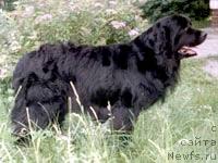 Фото: ньюфаундленд Мона Нептун (Mona Neptun)