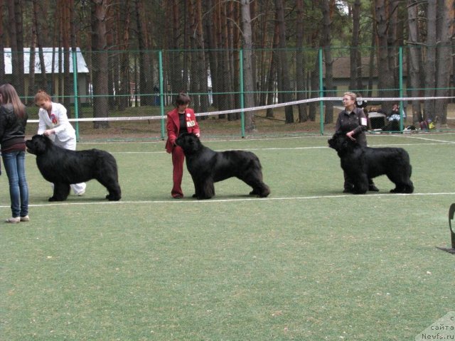 Фото: ньюфаундленд Акватория Келвин Золотой Медведь (Aquatoriya Kelvin Zolotoy Medved), ньюфаундленд Иван Царевич из Тихого Омута (Ivan Tsarevich iz Tihogo Omuta), ньюфаундленд King of Helluland Good Friend