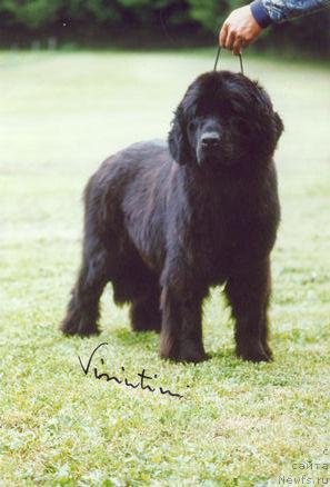 Фото: ньюфаундленд Jehaj Garbo