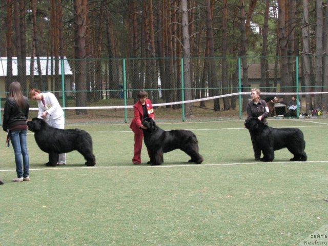 Фото: ньюфаундленд Акватория Келвин Золотой Медведь (Aquatoriya Kelvin Zolotoy Medved), ньюфаундленд Иван Царевич из Тихого Омута (Ivan Tsarevich iz Tihogo Omuta), ньюфаундленд King of Helluland Good Friend