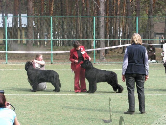 Фото: ньюфаундленд Марфа для Тихого Омута из Племени Кедра (Marfa Dlja Tihogo Omuta iz Plemeni Kedra), ньюфаундленд Супер Премиум Глюкоза (Super Premium Glukoza)