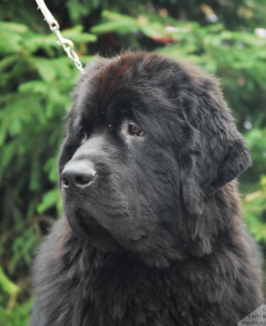 Фото: ньюфаундленд Сент Джонс Калипсо (Sent Djons Kalipso)