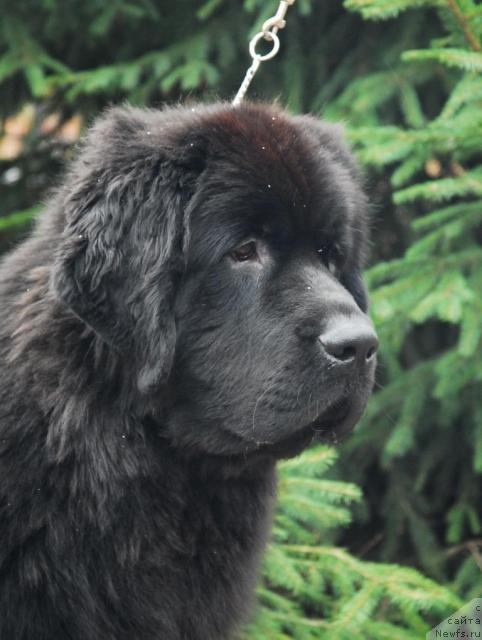 Фото: ньюфаундленд Сент Джонс Калипсо (Sent Djons Kalipso)