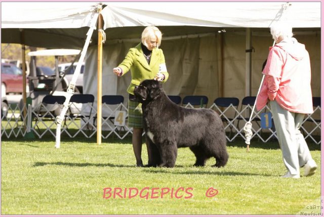 Фото: ньюфаундленд Pouch Cove's Head of State