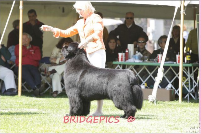 Фото: ньюфаундленд Pouch Cove's Head of State