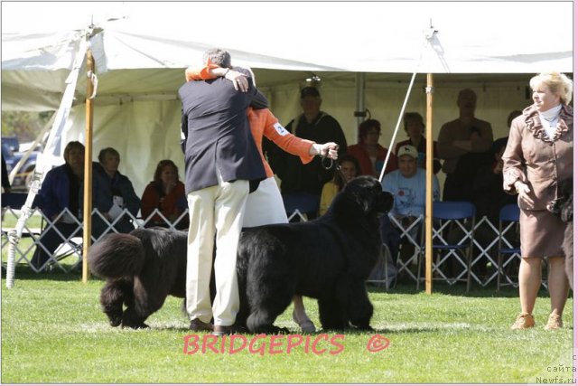 Фото: ньюфаундленд Pouch Cove's Head of State