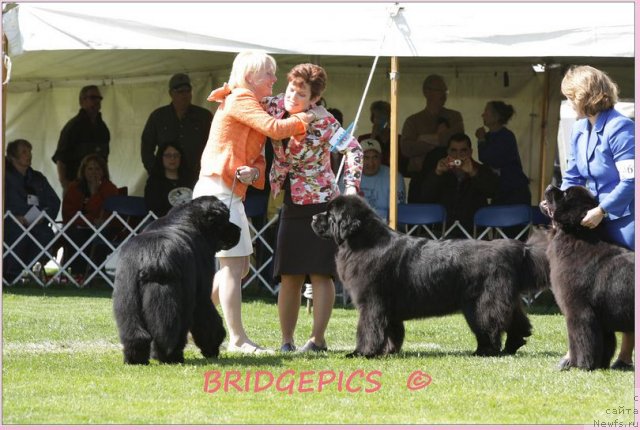 Фото: ньюфаундленд Pouch Cove's Head of State