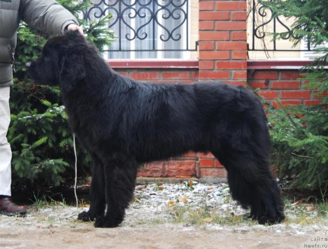 Фото: ньюфаундленд Сент Джонс Калипсо (Sent Djons Kalipso)