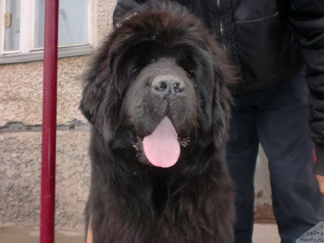 Фото: ньюфаундленд Их Высочество Готика Альдея