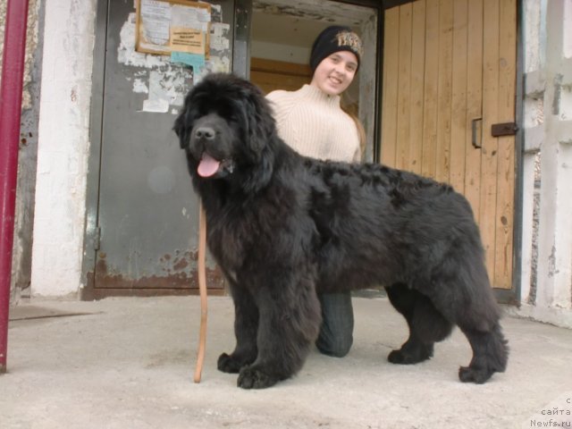 Фото: ньюфаундленд Их Высочество Готика Альдея