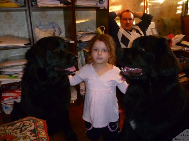 Фото: ньюфаундленд Бонни Флайт, ньюфаундленд Рестайлинг Фром Шипмэн