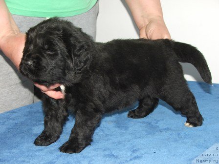 Фото: ньюфаундленд Плюшевая Панда Удивительная Кейт (Plushevaya Panda Udivitelnaja Kejt)