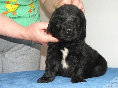 Фото: ньюфаундленд Плюшевая Панда Удивительная Кейт (Plushevaya Panda Udivitelnaja Kejt)