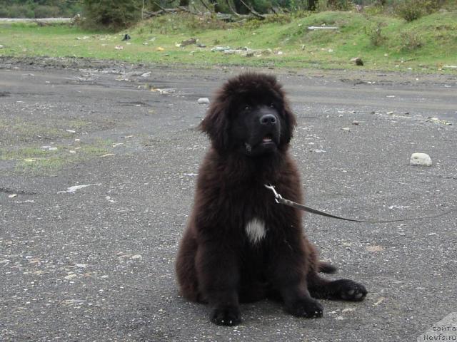 Фото: ньюфаундленд Потап Фидель