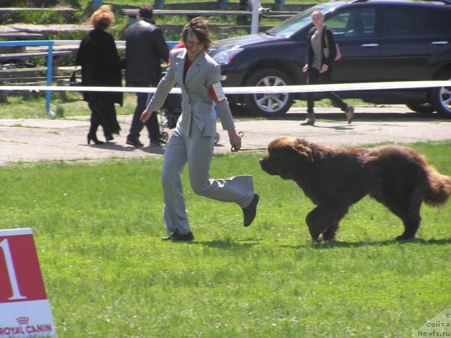 Фото: ньюфаундленд Император из Царства Медведей (Imperator iz Tsarstva Medvedey)