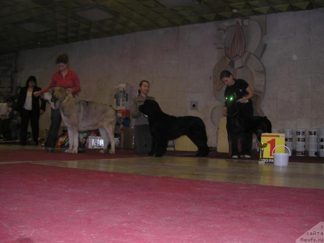 Фото: ньюфаундленд Сангрия, Анна Лутченкова