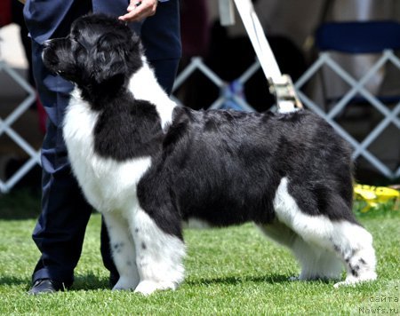 Фотография № 66111