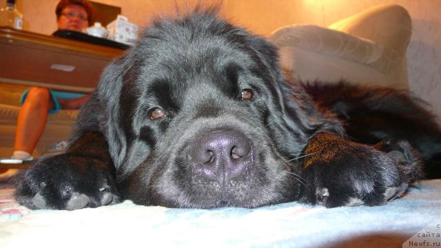 Фото: ньюфаундленд Плюшевая Панда Викар (Plushevaya Panda Vikar)