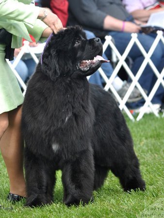 Фотография № 66145