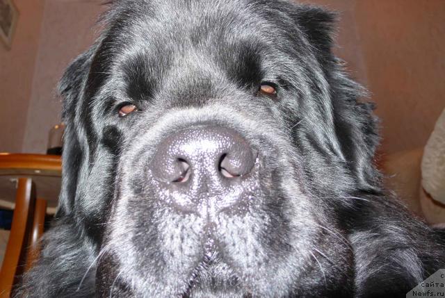 Фото: ньюфаундленд Плюшевая Панда Викар (Plushevaya Panda Vikar)