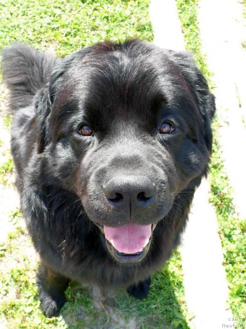 Фото: ньюфаундленд Плюшевая Панда Викар (Plushevaya Panda Vikar)