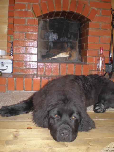 Фото: ньюфаундленд Талула Белл (Talula Bell)