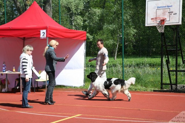 Фото: ньюфаундленд Аквиан Сонг Зеро Гравити (Akvian Song Zero Graviti), Александр Розенфельд