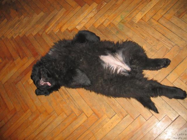 Фото: ньюфаундленд Талула Белл (Talula Bell)