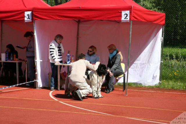 Фото: ньюфаундленд Аквиан Сонг Зеро Гравити (Akvian Song Zero Graviti)