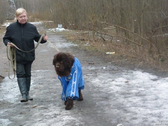 Фото: ньюфаундленд Фанньюф Ура Я с Вами, Татьяна Константинова