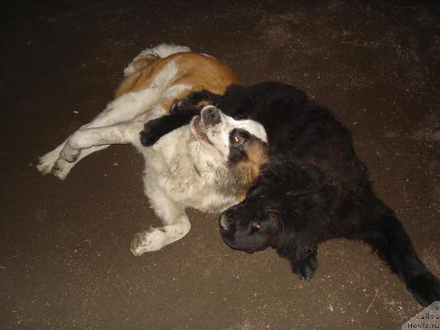 Фото: ньюфаундленд Талула Белл (Talula Bell)