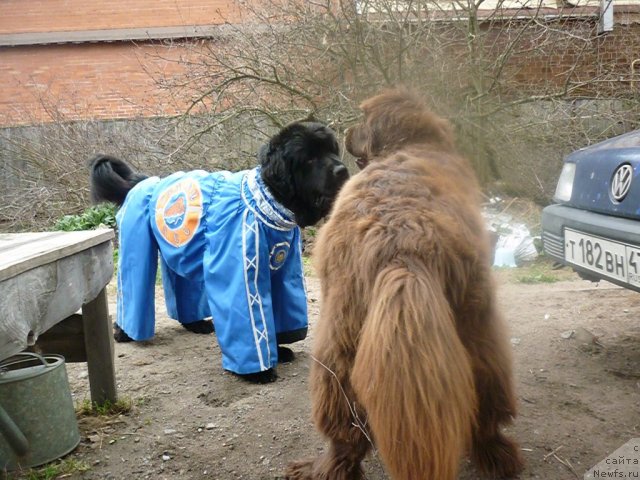 Фото: Фанньюф Улетная Девченка, ньюфаундленд Фанньюф Госпожа Удача (Funnewf Gospozha Udacha)