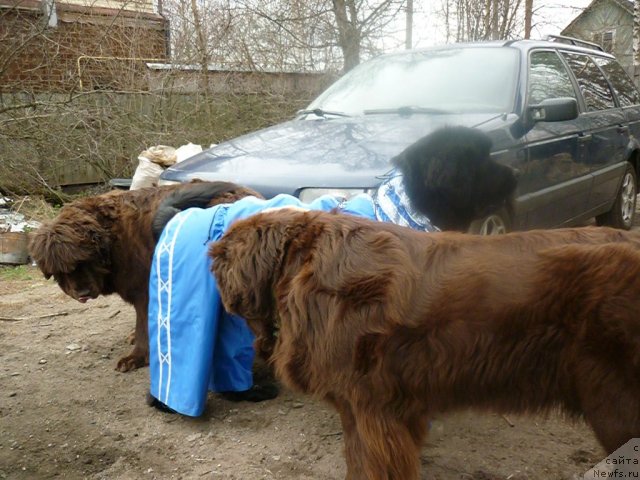 Фото: ньюфаундленд Фанньюф Госпожа Удача (Funnewf Gospozha Udacha), ньюфаундленд Смигар Ришель Леди Фортуна (Smigar Rishel Lady Fortuna), ньюфаундленд Фанньюф Улетная Девчонка (Funnewf Uletnaya Devchenka)