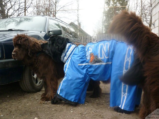 Фото: ньюфаундленд Фанньюф Госпожа Удача (Funnewf Gospozha Udacha), [d9247] 2.05.2011.
