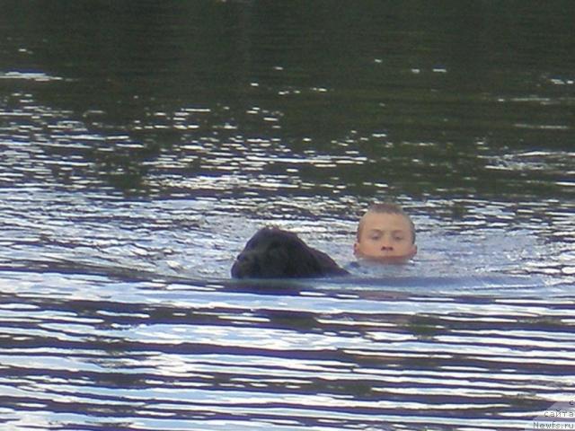 Фото: ньюфаундленд Талула Белл (Talula Bell)