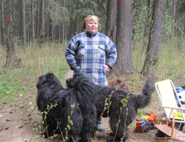 Фото: Ирина Габова, ньюфаундленд Акватория Келвин Зазноба (Aquatoriya Kelvin Zaznoba), ньюфаундленд Акватория Келвин Олимпус (Aquatoriya Kelvin Olympus)