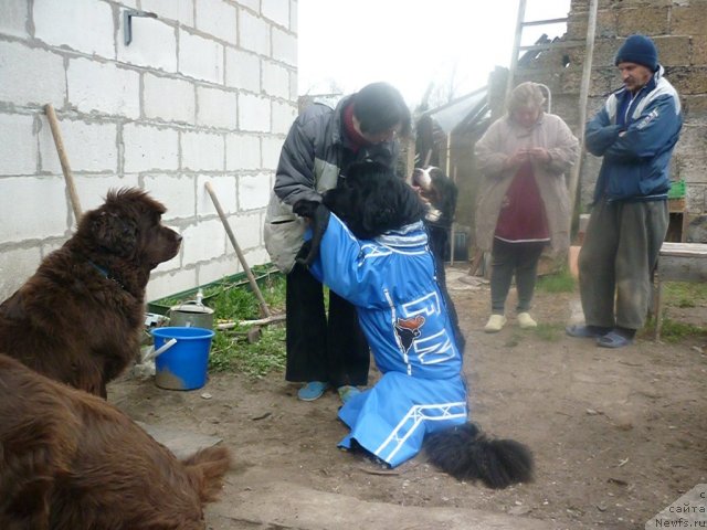 Фото: ньюфаундленд Фанньюф Госпожа Удача (Funnewf Gospozha Udacha), ньюфаундленд Фанньюф Улетная Девчонка (Funnewf Uletnaya Devchenka), УРАН, Ольга Браславская, Наталья Малинина, Витя Малинин.2.05.2011.