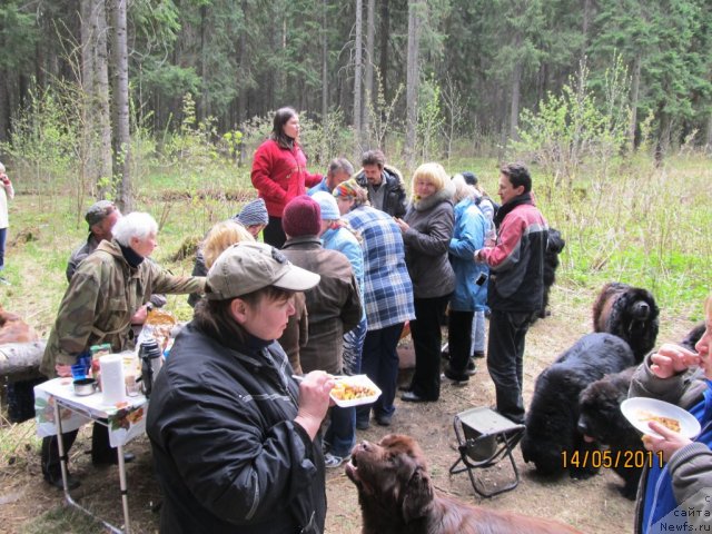 Фото: ньюфаундленд Кокетка от Чаннел из Медвежьего Яра, Наталья Гостюхина, Ирина Габова, Эльвира Сумина