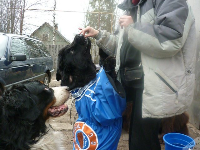 Фото: ньюфаундленд Фанньюф Улетная Девчонка (Funnewf Uletnaya Devchenka), УРАН, [p1115] 2.05.2011.