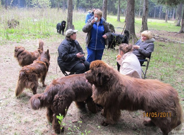 Фото: Наталья Гостюхина, Екатерина Плотникова, Светлана Плотникова, Эльвира Сумина, ньюфаундленд Командор из Медвежьего Яра, ньюфаундленд Кокетка от Чаннел из Медвежьего Яра