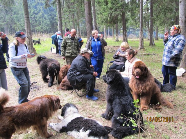 Фото: Наталья Гостюхина, Екатерина Плотникова, Светлана Плотникова, Эльвира Сумина, ньюфаундленд Командор из Медвежьего Яра, ньюфаундленд Кокетка от Чаннел из Медвежьего Яра, Ирина Габова, ньюфаундленд Акватория Келвин Олимпус (Aquatoriya Kelvin Olympus), ньюфаундленд Их Высочество Владлена Маджикс, ньюфаундленд Супер Бизон Екатеринбург (Super Bizon Ekaterinburg), Быков Сергей
