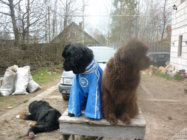 Фото: ньюфаундленд Фанньюф Улетная Девчонка (Funnewf Uletnaya Devchenka), [d7785] 2.05.2011.