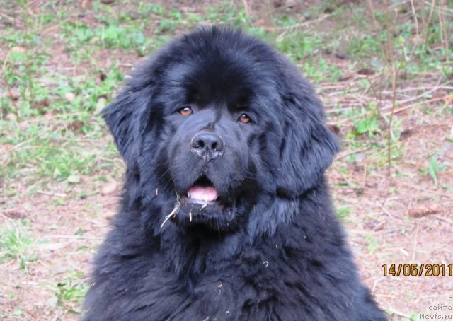 Фото: ньюфаундленд Их Высочество Владлена Маджикс