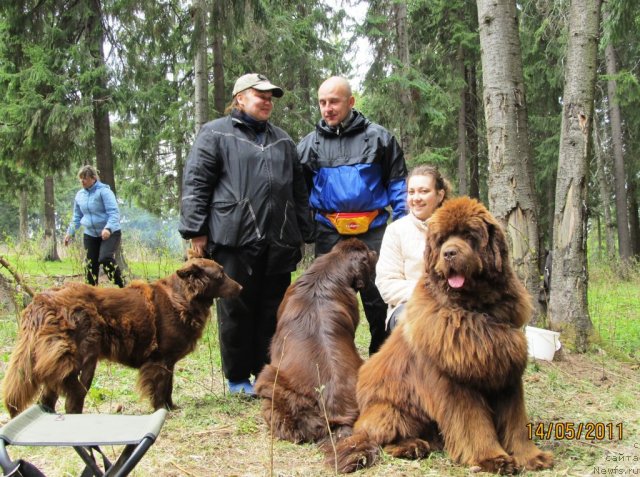 Фото: ньюфаундленд Командор из Медвежьего Яра, Екатерина Плотникова, Наталья Гостюхина, Алексей Нистратов, ньюфаундленд Кокетка от Чаннел из Медвежьего Яра, Маргошка