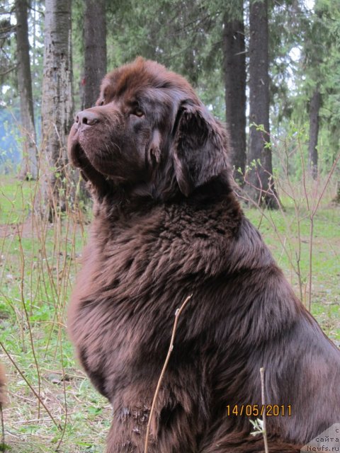 Фото: ньюфаундленд Кокетка от Чаннел из Медвежьего Яра