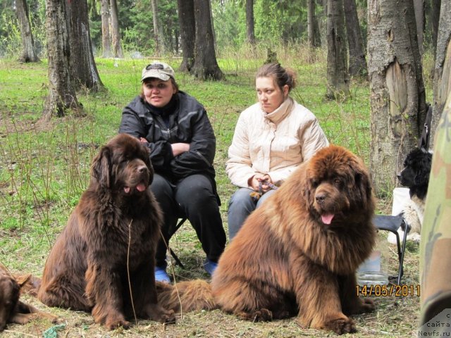 Фото: Екатерина Плотникова, Наталья Гостюхина, ньюфаундленд Кокетка от Чаннел из Медвежьего Яра, ньюфаундленд Командор из Медвежьего Яра, ньюфаундленд Супер Бизон Екатеринбург (Super Bizon Ekaterinburg)