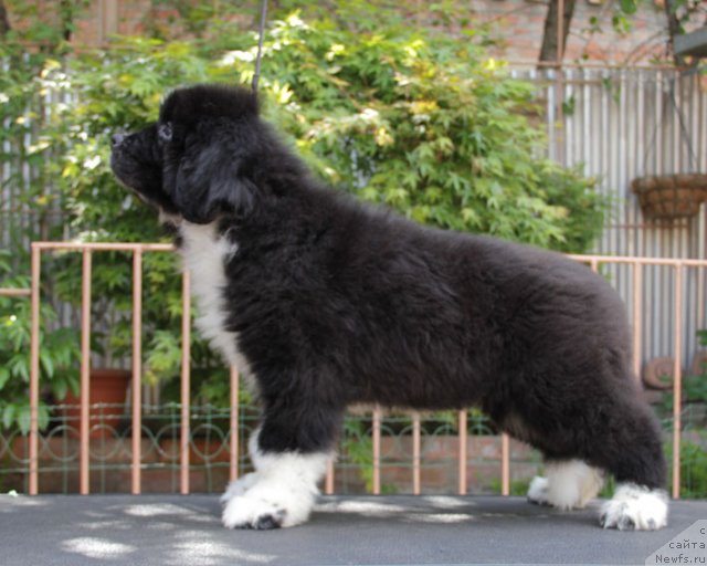 Фото: ньюфаундленд Узор с Берега Дона (Uzor s Berega Dona)