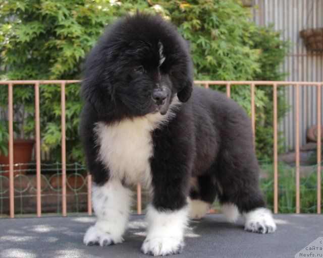 Фото: ньюфаундленд Узор с Берега Дона (Uzor s Berega Dona)