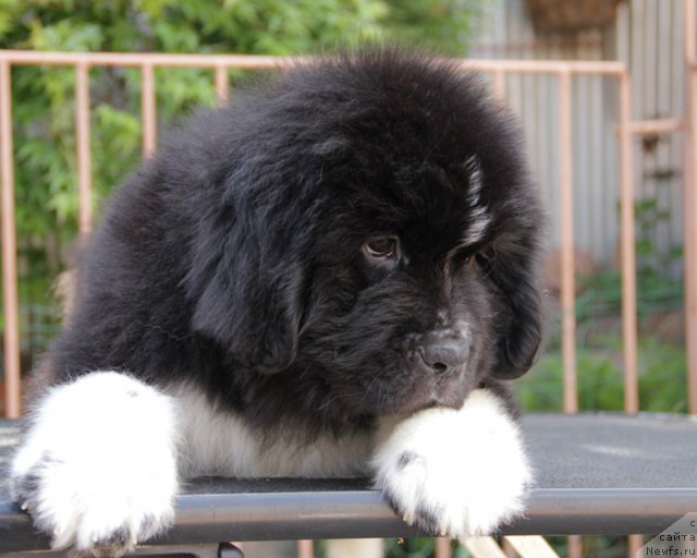 Фото: ньюфаундленд Узор с Берега Дона (Uzor s Berega Dona)